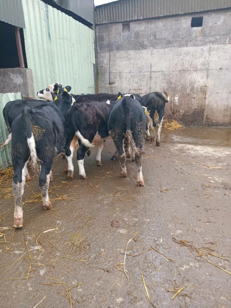 7 super hereford bull weanlings - Image 3