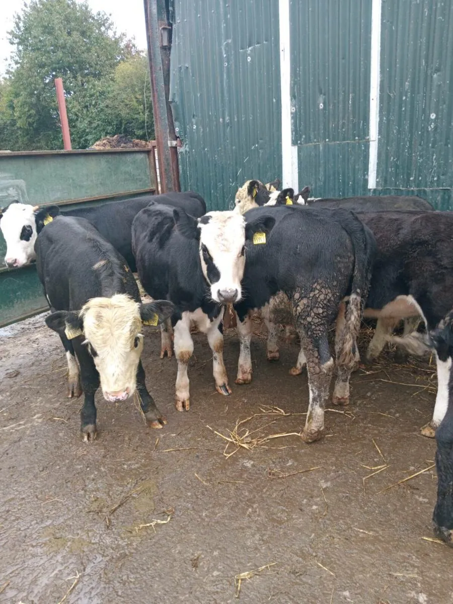 7 super hereford bull weanlings - Image 4