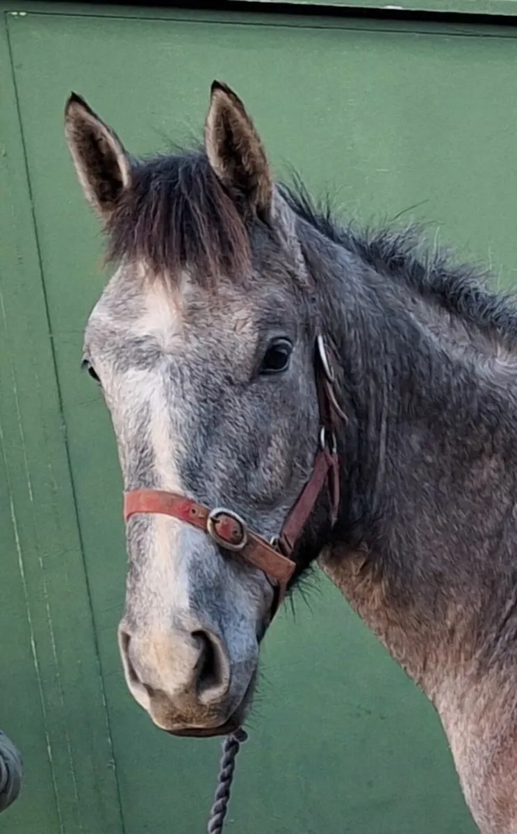 IRISH SPORTS HORSE - GELDING - 16.3/17hh - Image 2