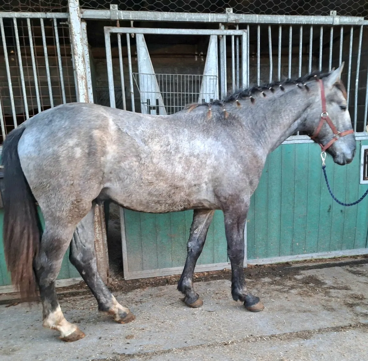 IRISH SPORTS HORSE - GELDING - 16.3/17hh - Image 4