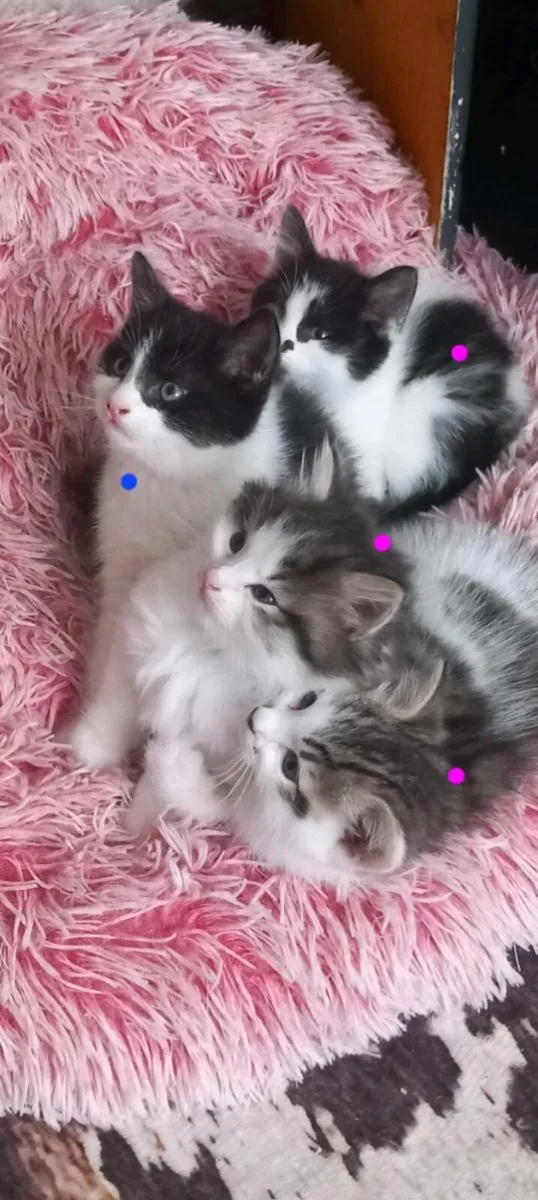 kittens Norwegian forest mix - Image 1