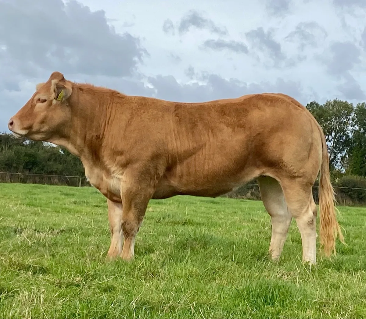 Show pedigree heifer - Image 1