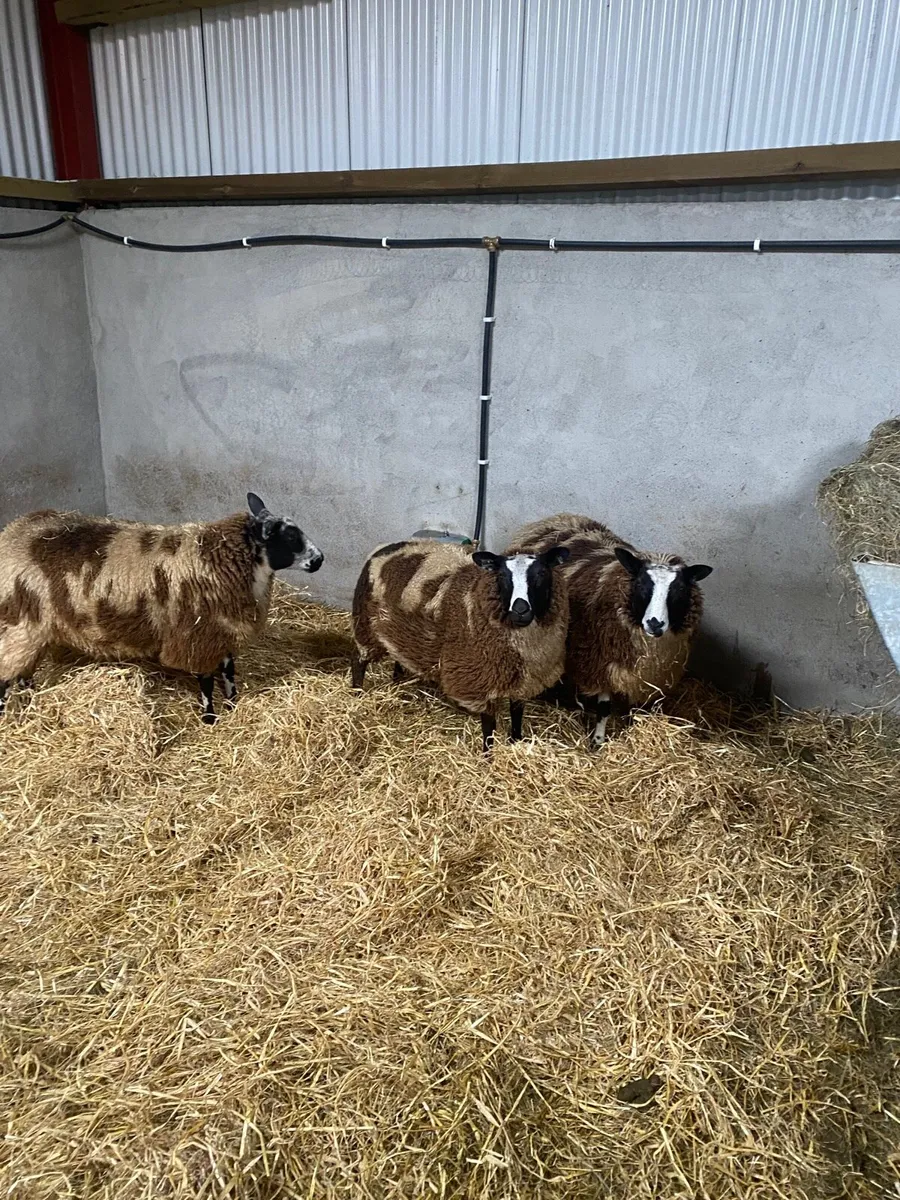 Dutch spotted sheep - Image 2