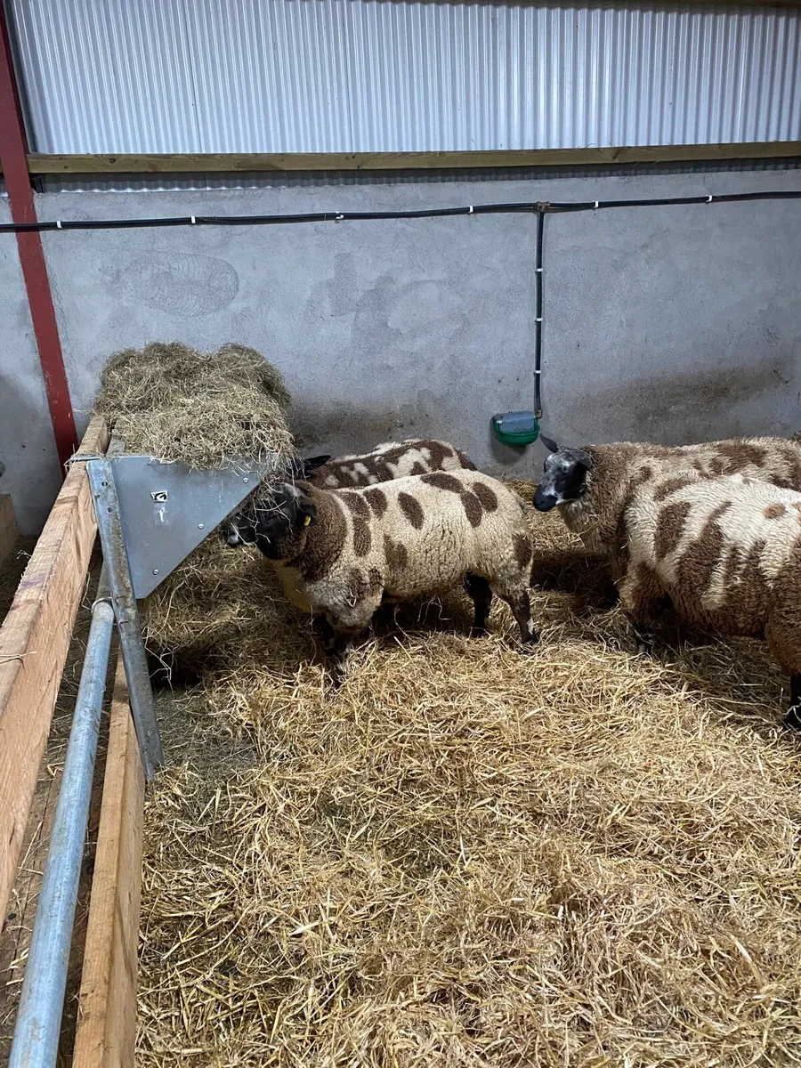 Dutch spotted sheep - Image 3