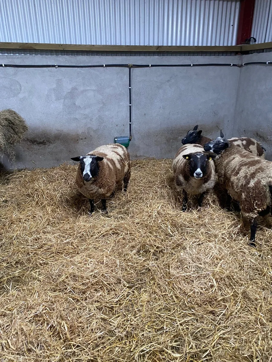 Dutch spotted sheep - Image 4