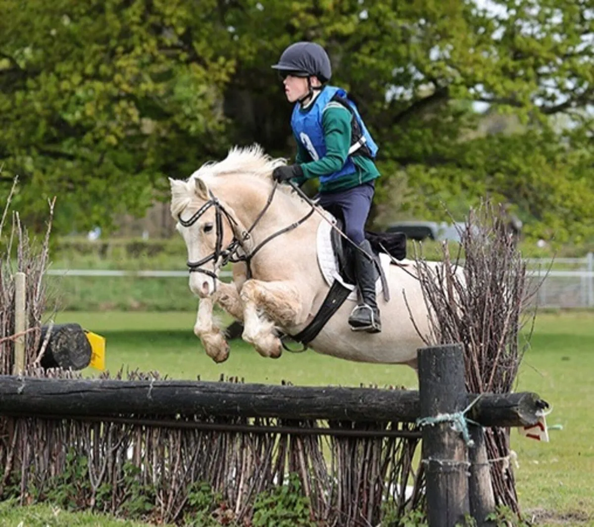 12.1 pony for sale - Image 1