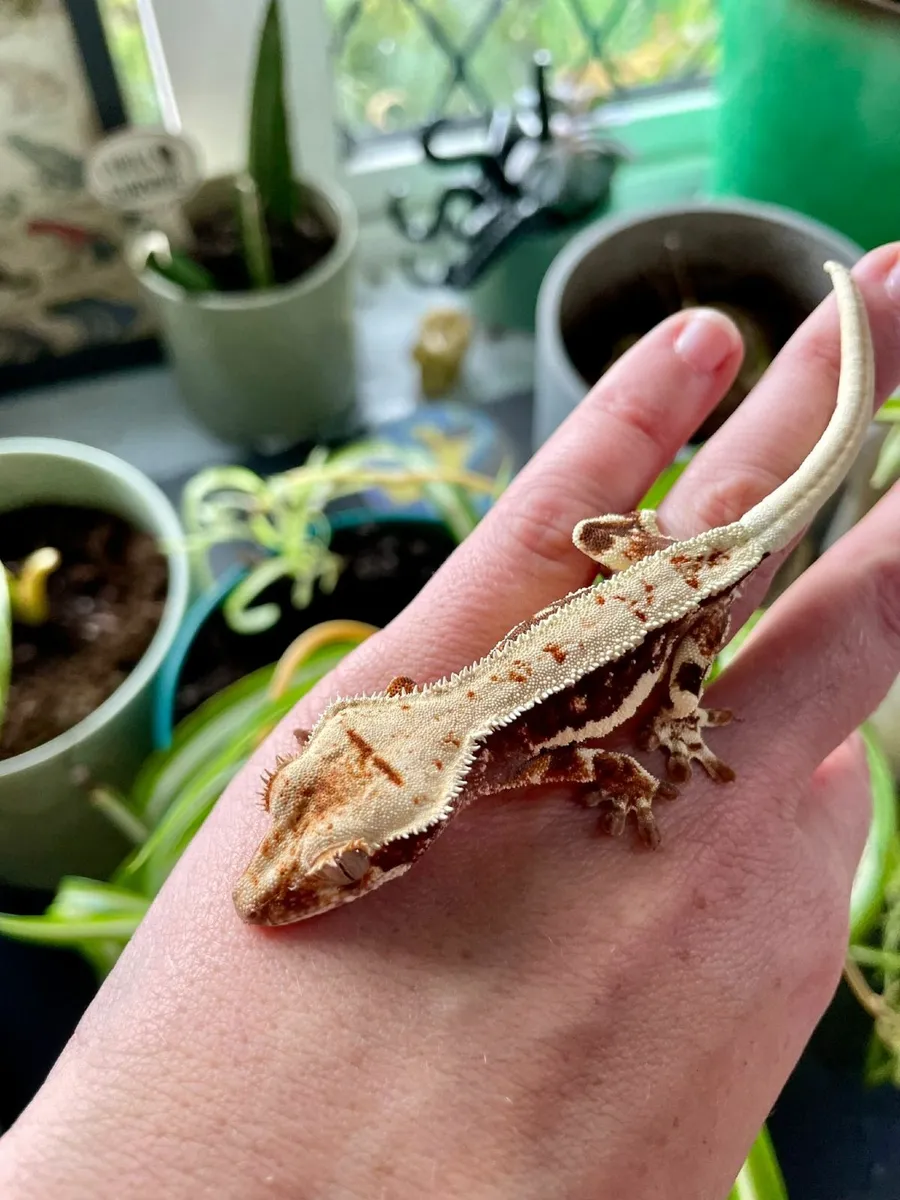 Crested gecko babies - Image 1
