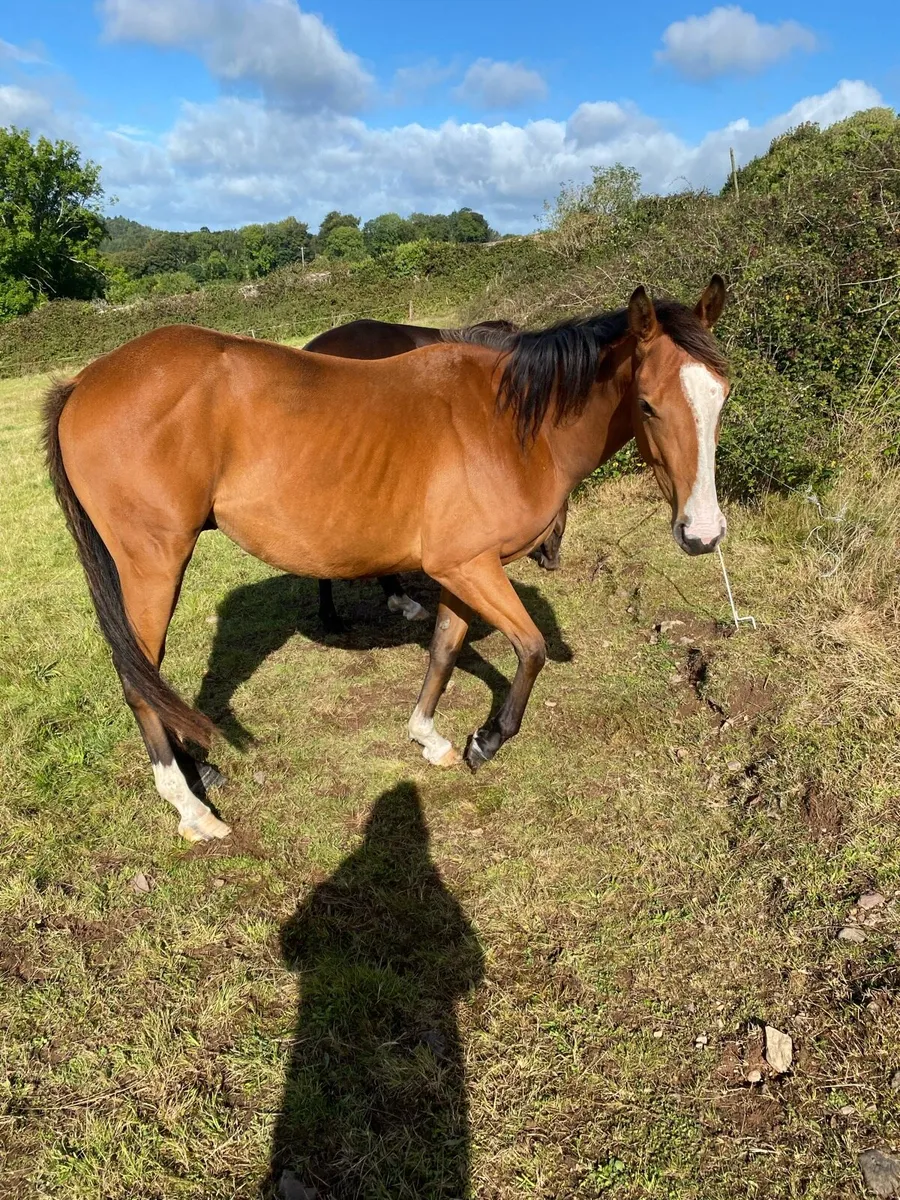 Horse - Image 1