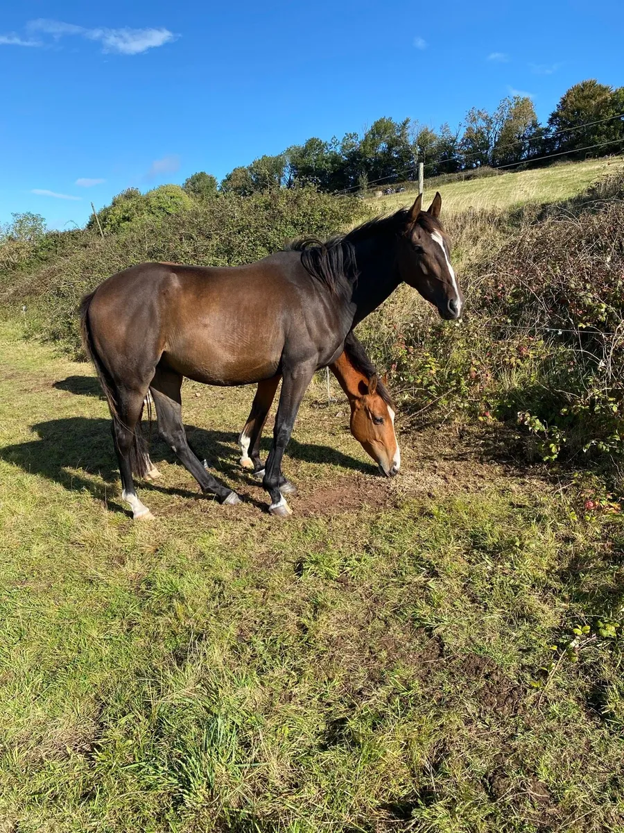 Horse - Image 2