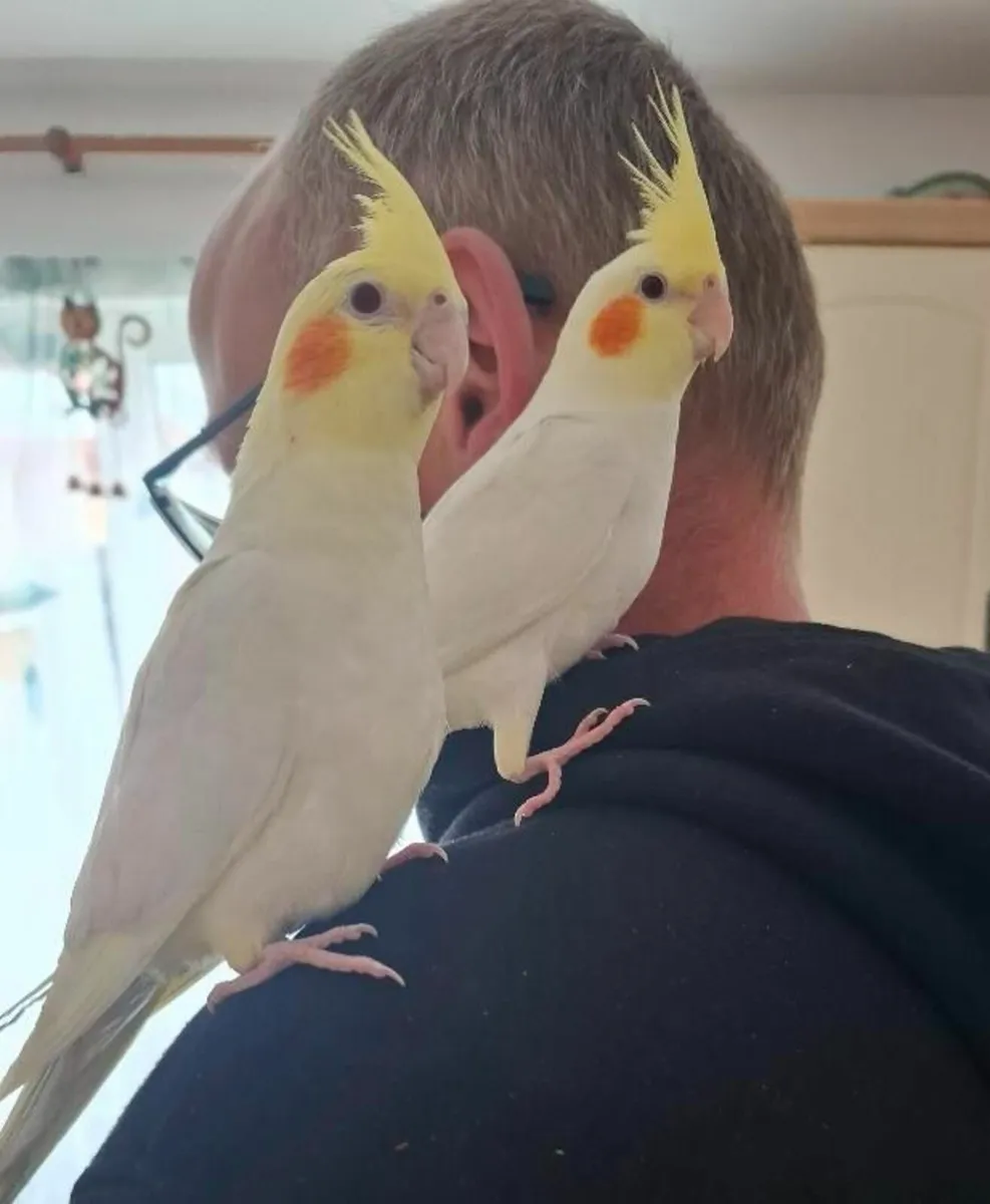 Hand breeding cockatiels - Image 1