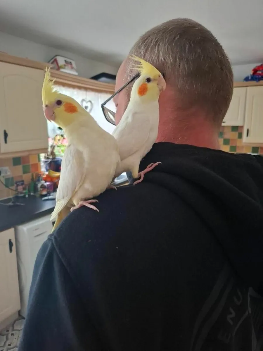 Hand breeding cockatiels - Image 2