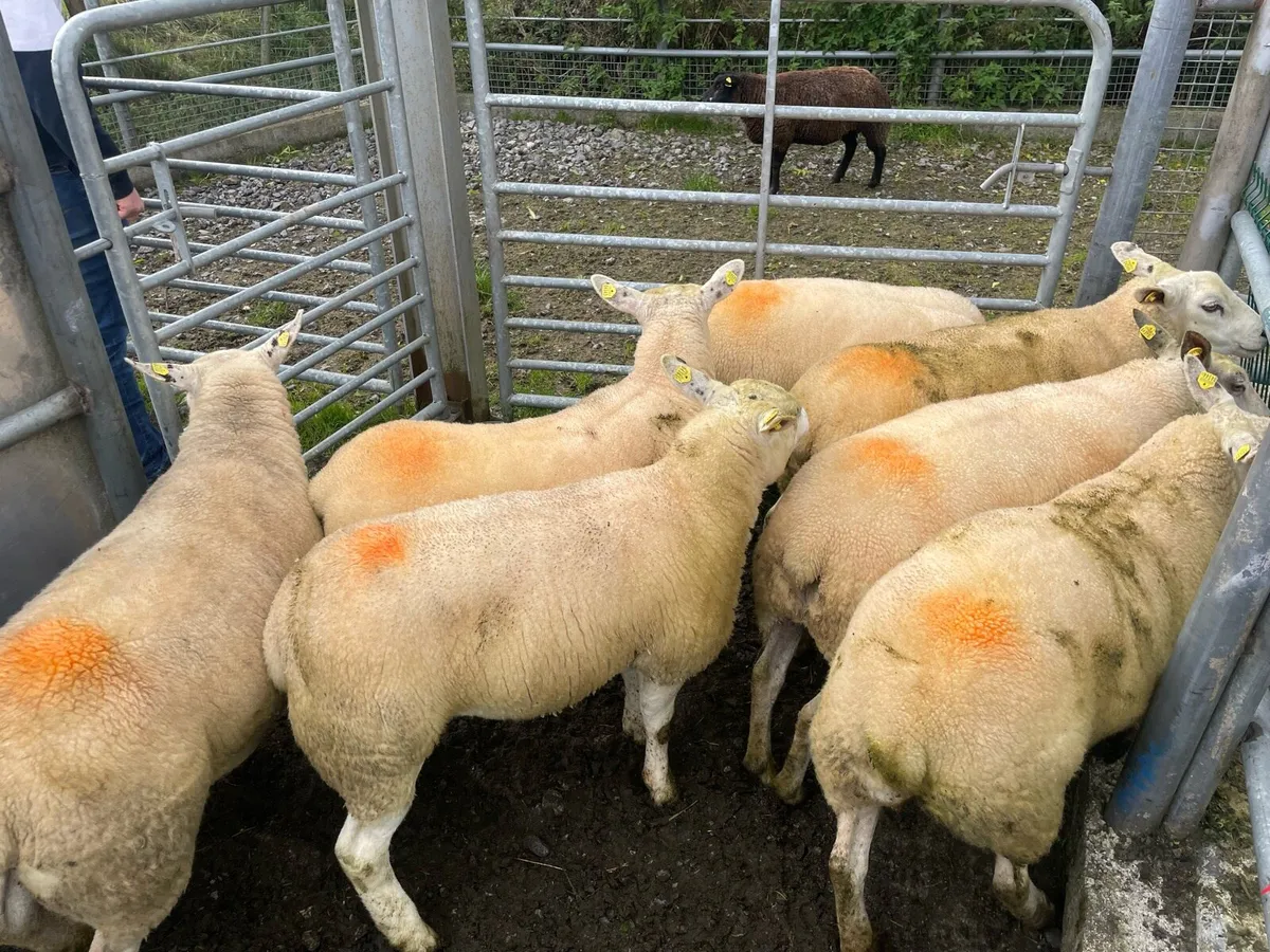 Texel ewe Hoggets for sale - Image 1