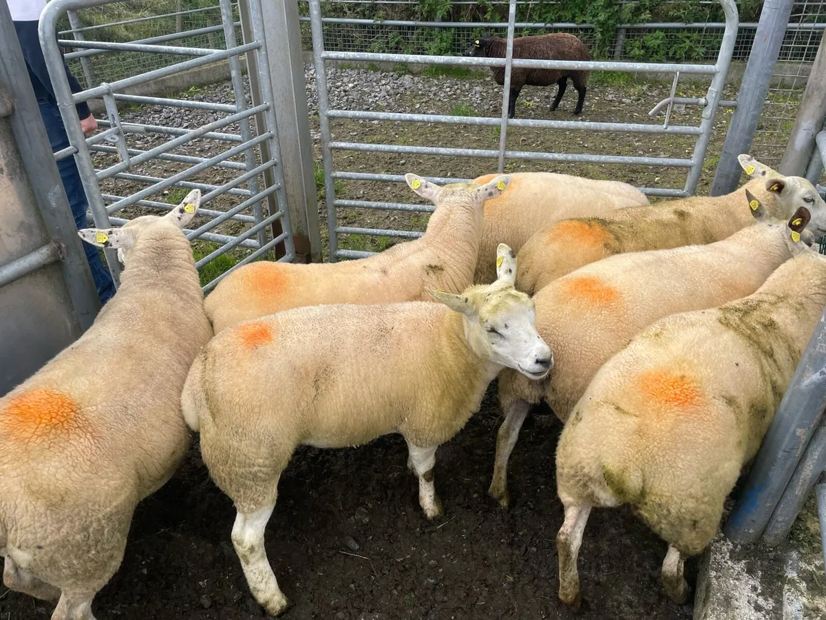 Texel ewe Hoggets for sale - Image 2