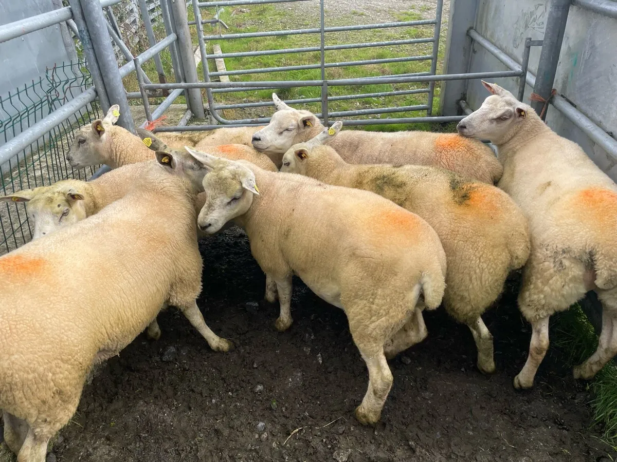 Texel ewe Hoggets for sale - Image 4