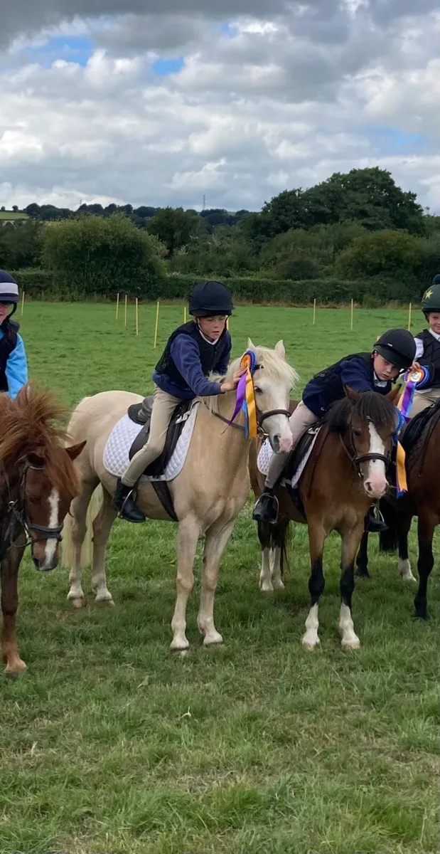 12.1 pony for sale - Image 4