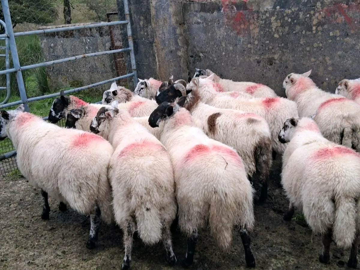 Ram lambs for sale - Image 1