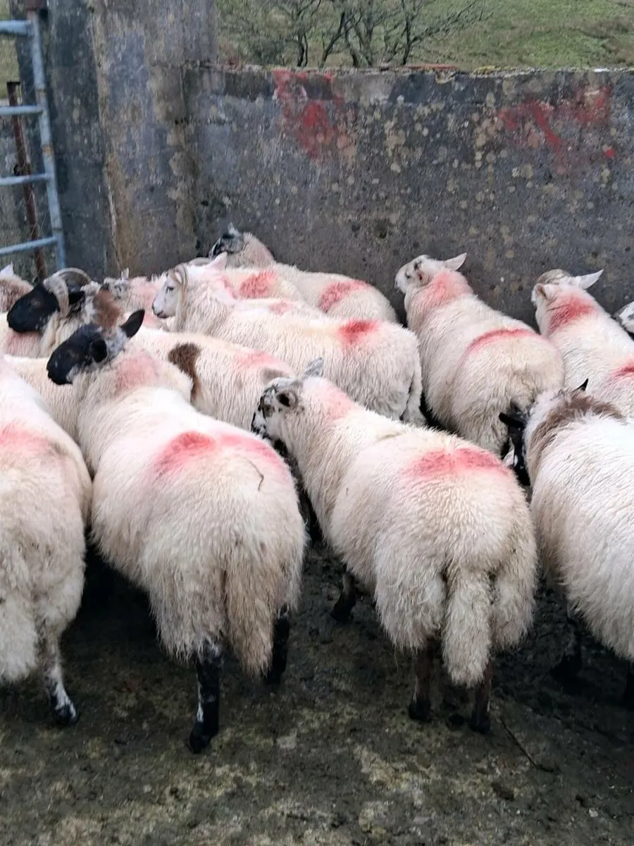 Ram lambs for sale - Image 2