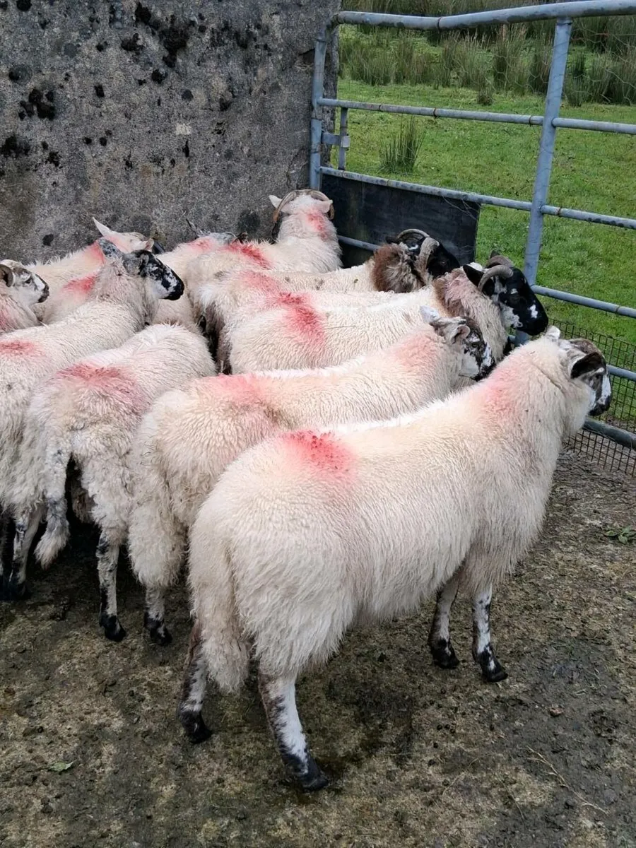Ram lambs for sale - Image 3