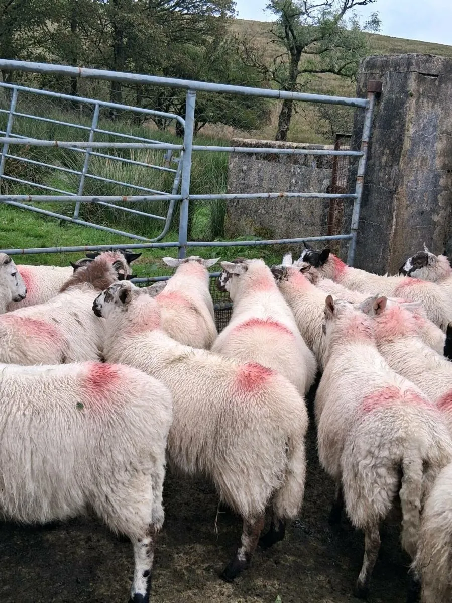 Ram lambs for sale - Image 4