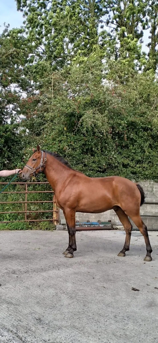 Horse - Image 1