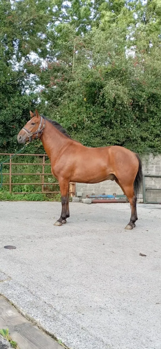 Horse - Image 2
