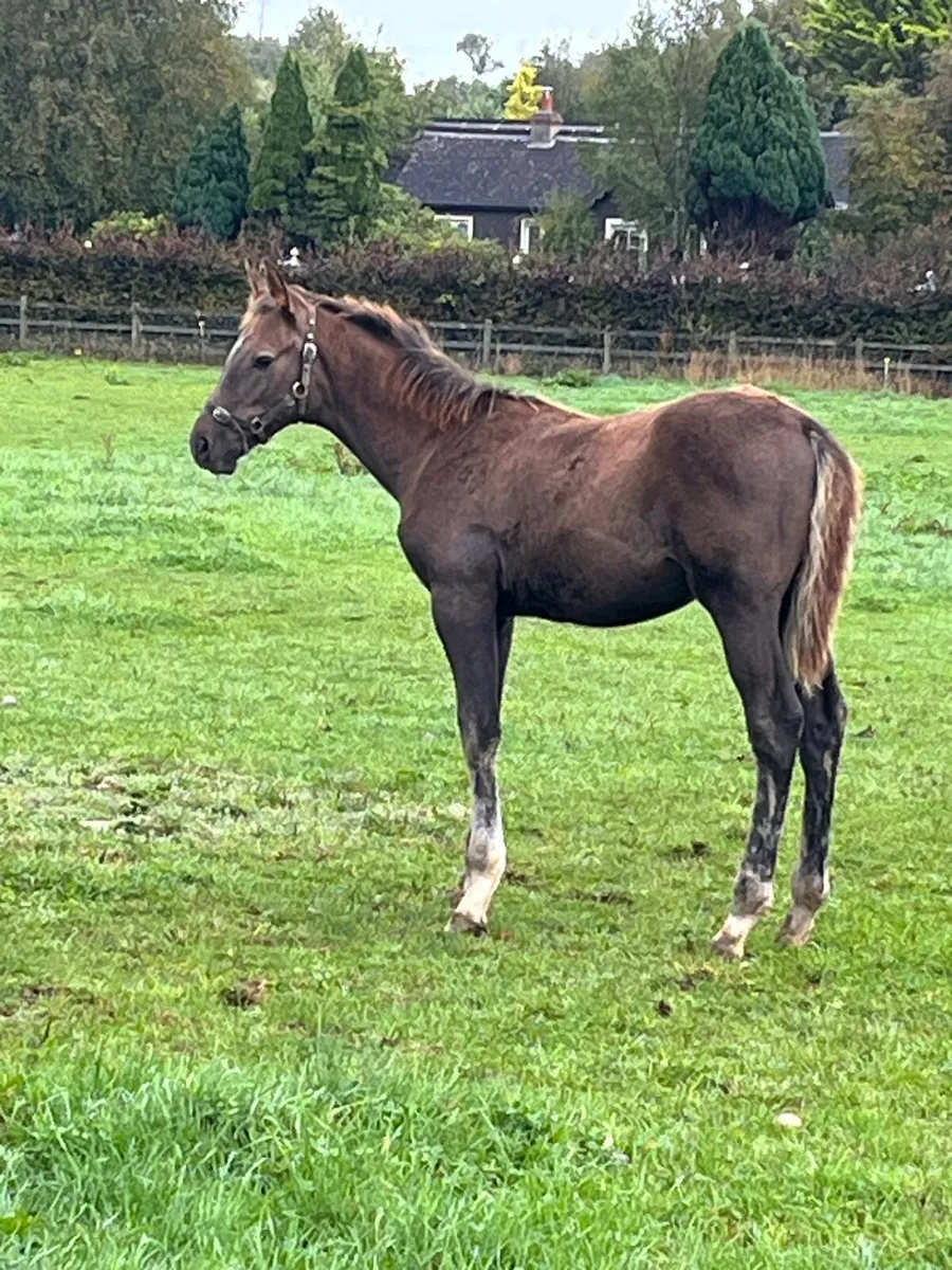 Womaniser colt foal - Image 1