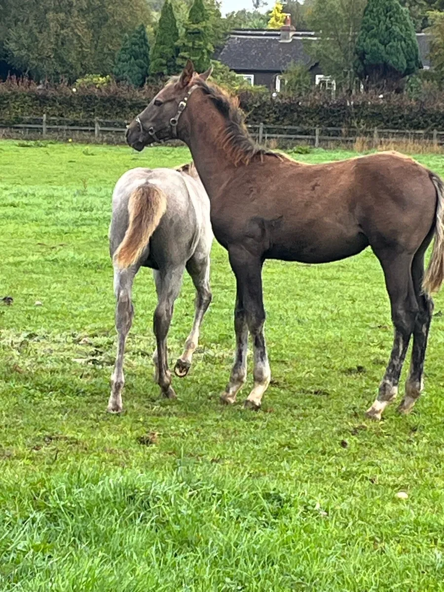 Womaniser colt foal - Image 2