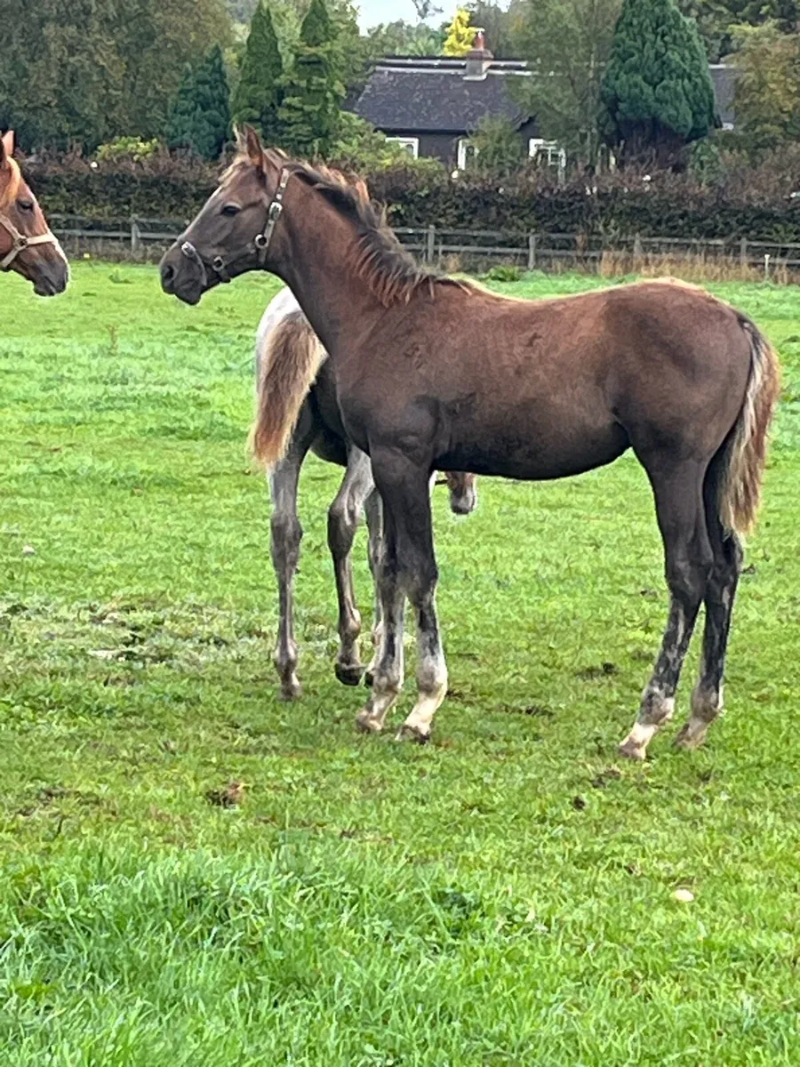 Womaniser colt foal - Image 3