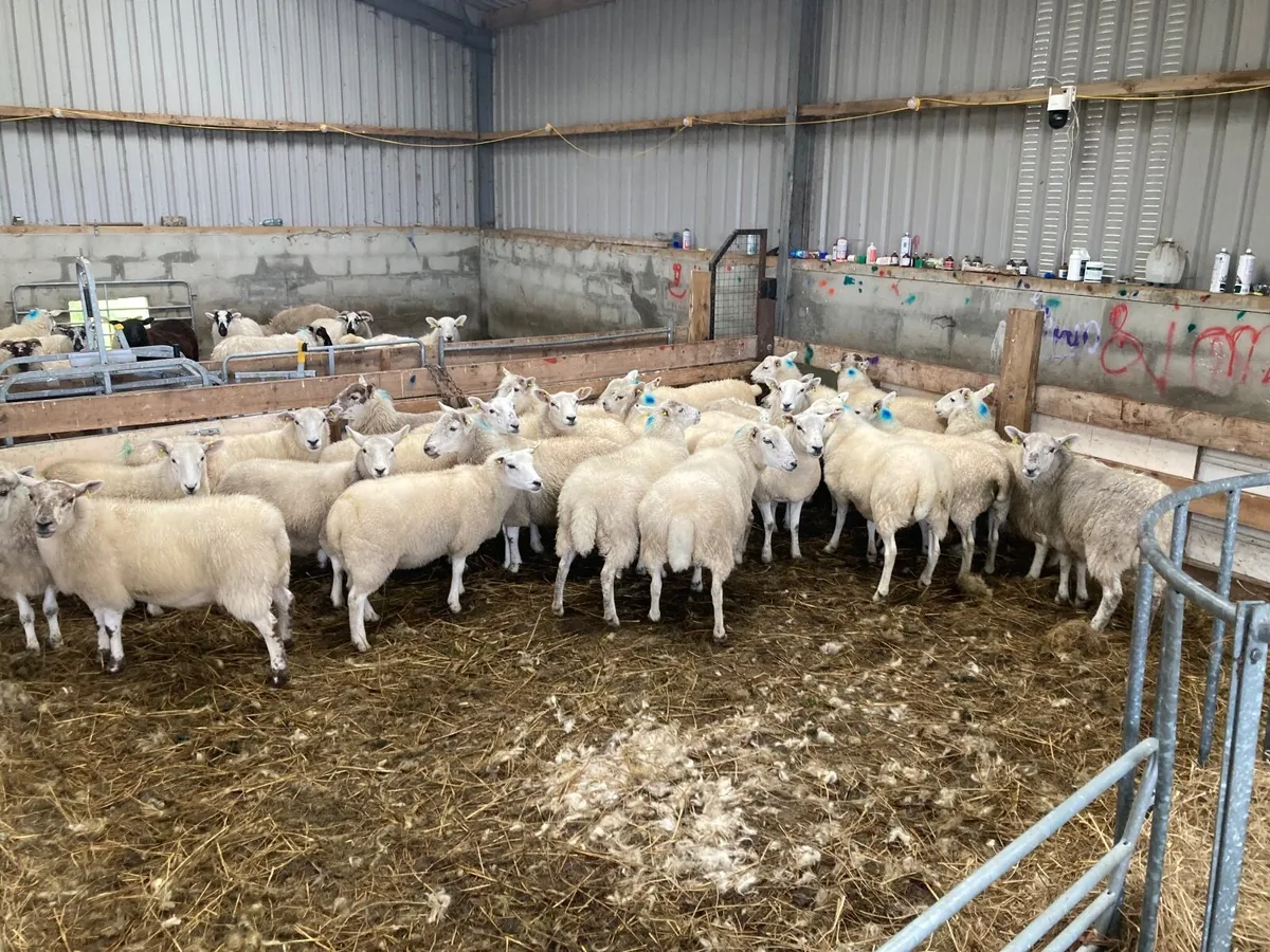 Texel hogget ewes - Image 2
