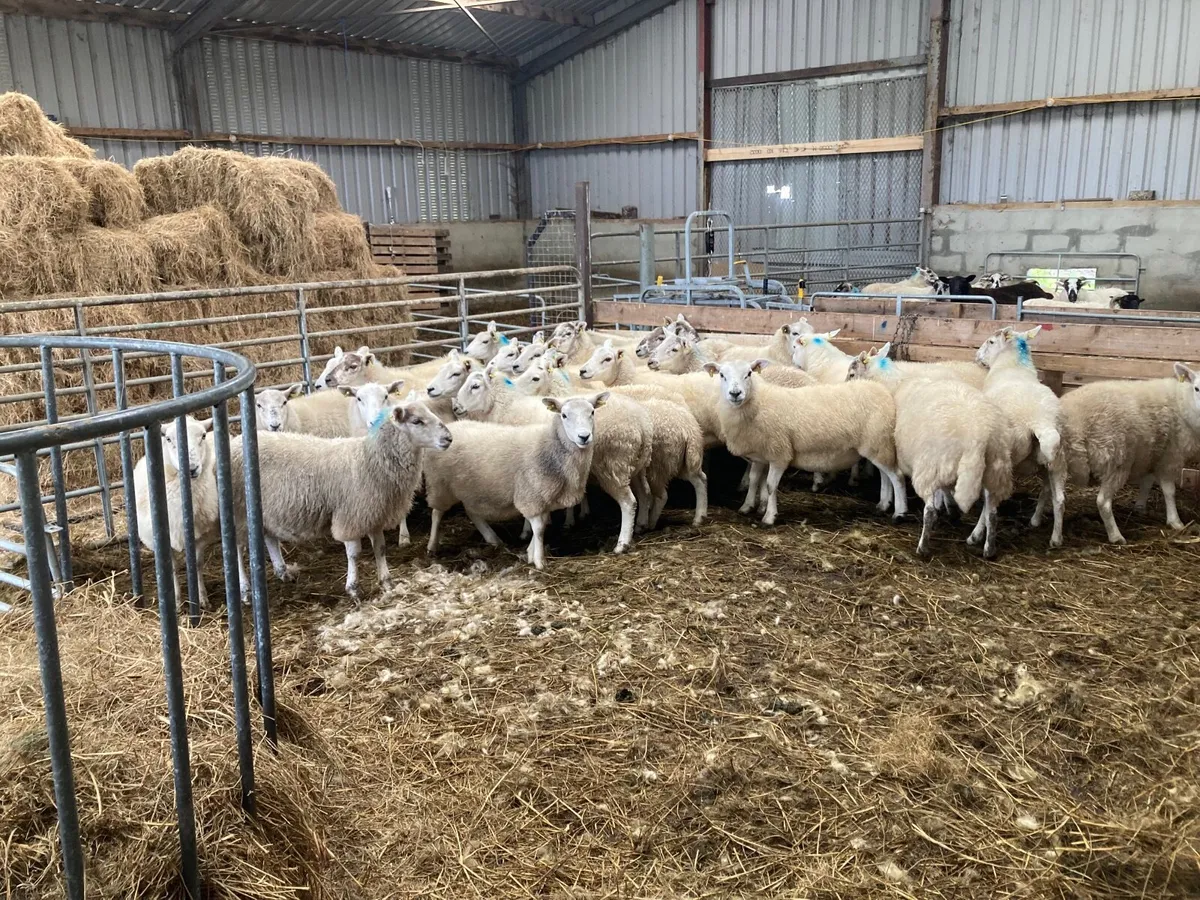 Texel hogget ewes - Image 3