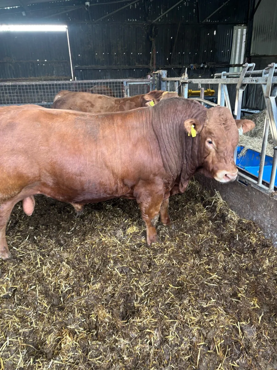 Limousin bulls - Image 3