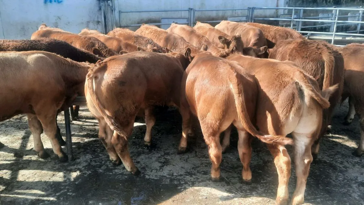 19 Red Limousin Bull Weanlings - Image 1