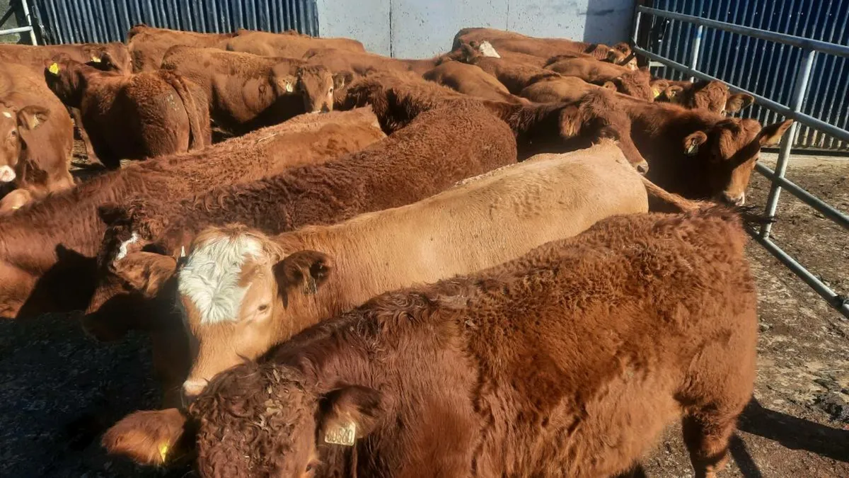 19 Red Limousin Bull Weanlings - Image 2