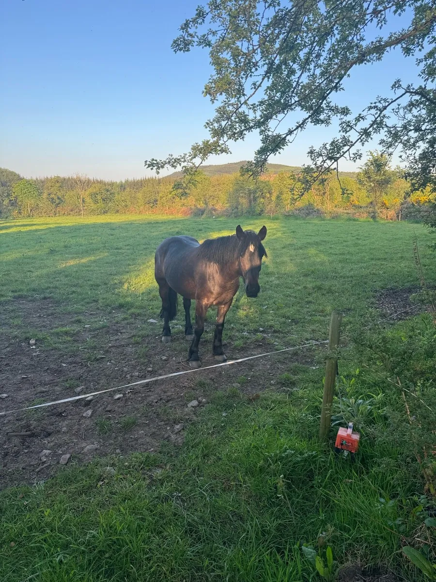15hh Cob - Image 2