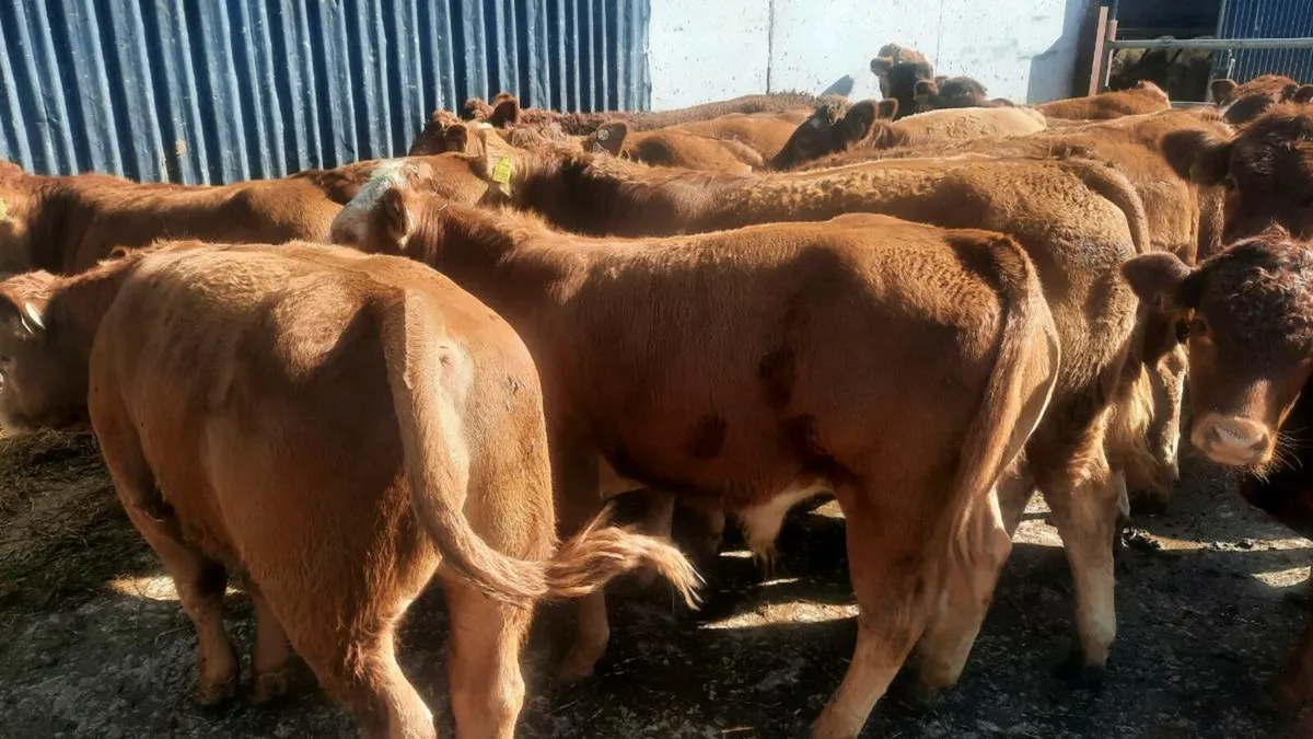 19 Red Limousin Bull Weanlings - Image 4