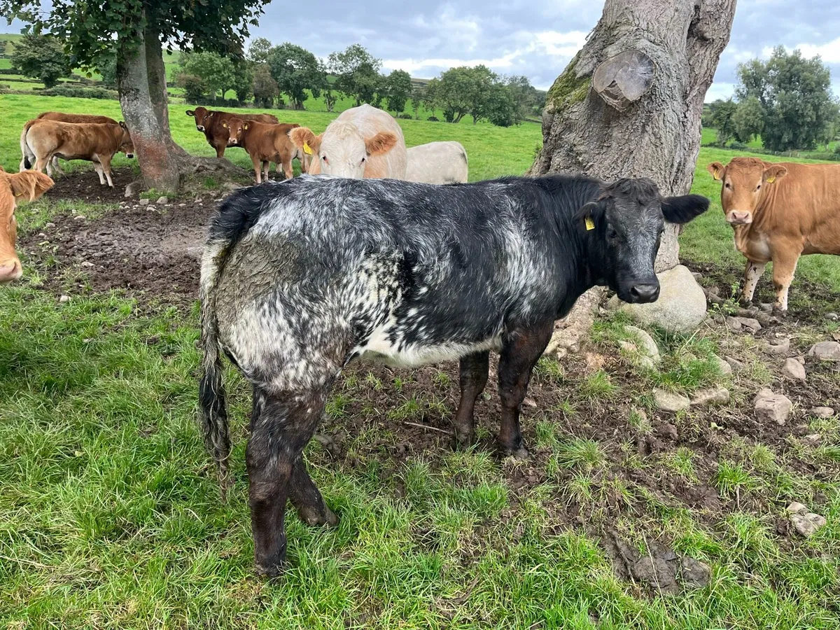 Heifers - Image 1