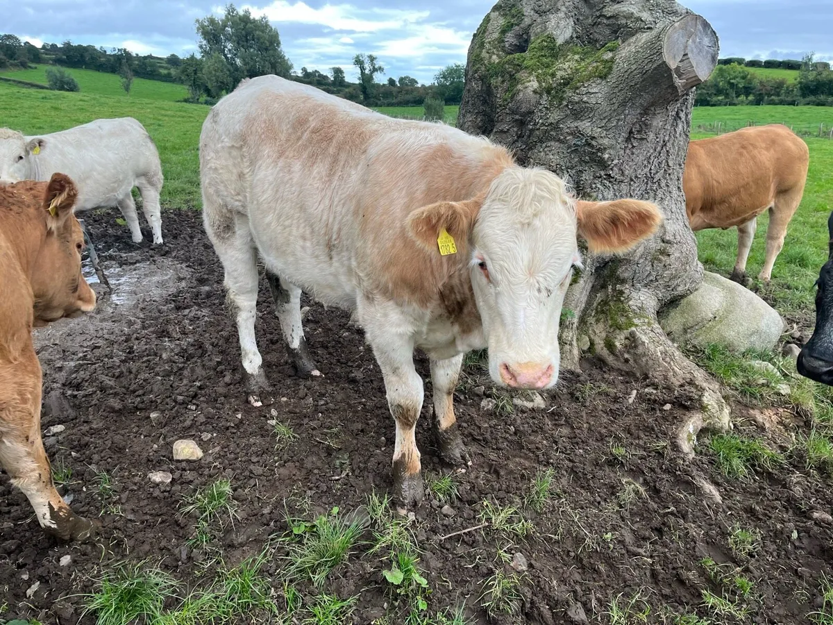 Heifers - Image 3