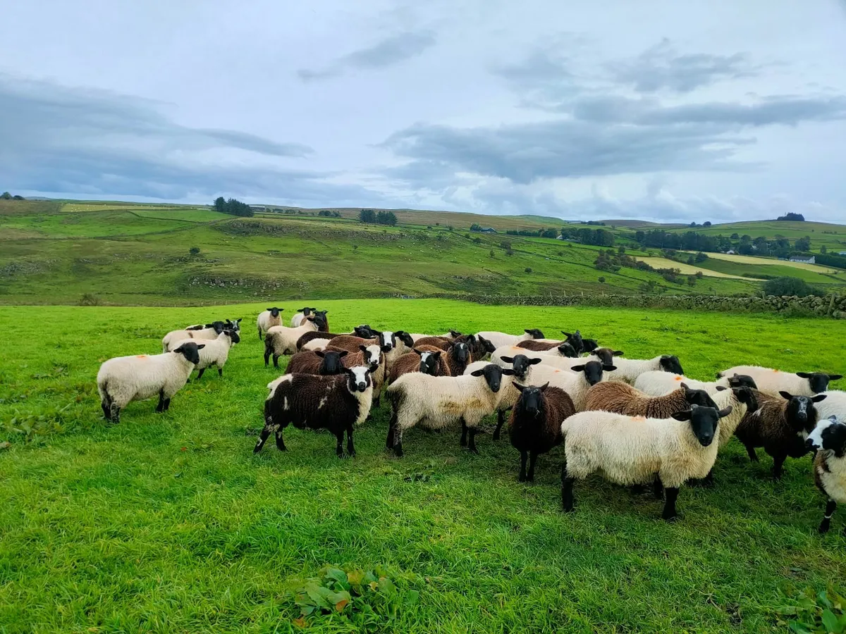 Lambs - Image 3