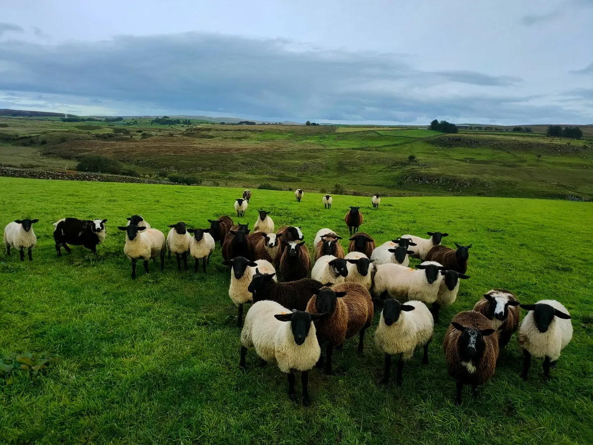 Lambs - Image 2