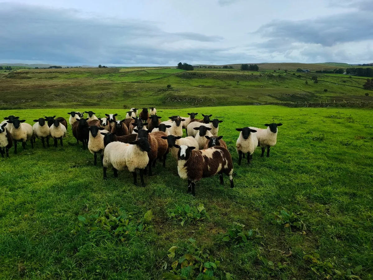 Lambs - Image 1