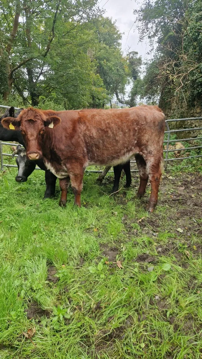 Pbnr shorthorn heifer - Image 1