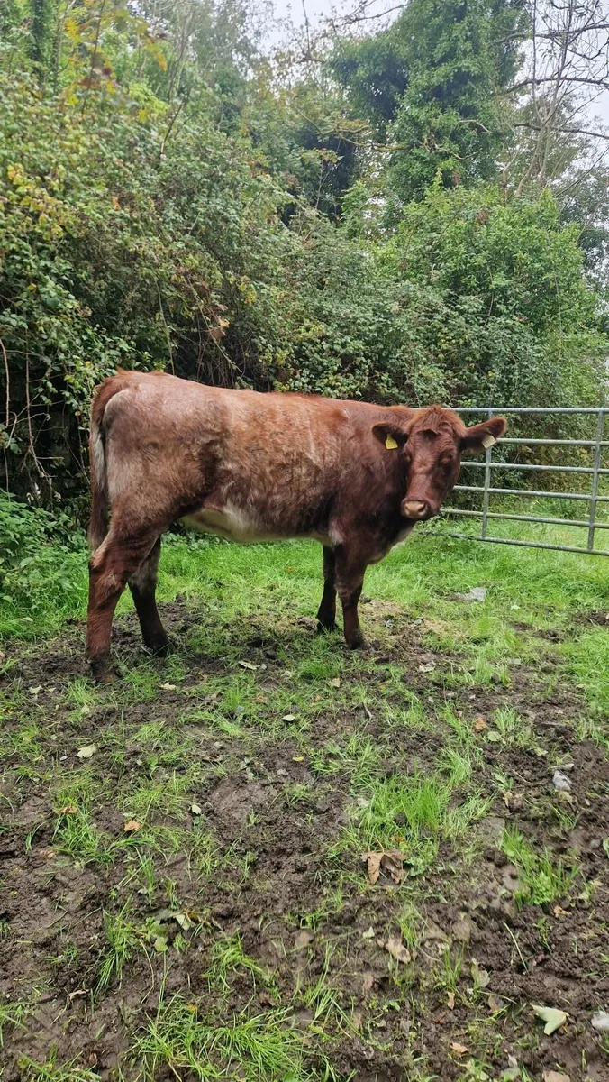 Pbnr shorthorn heifer - Image 2