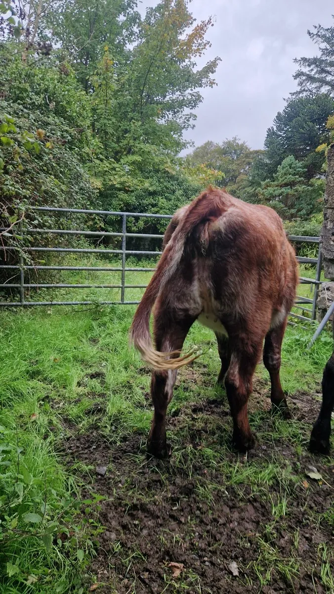 Pbnr shorthorn heifer - Image 4