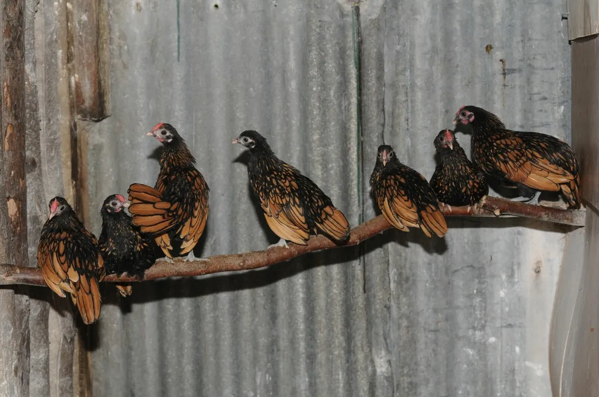 hatching  hen / gold seabite roosters - Image 2