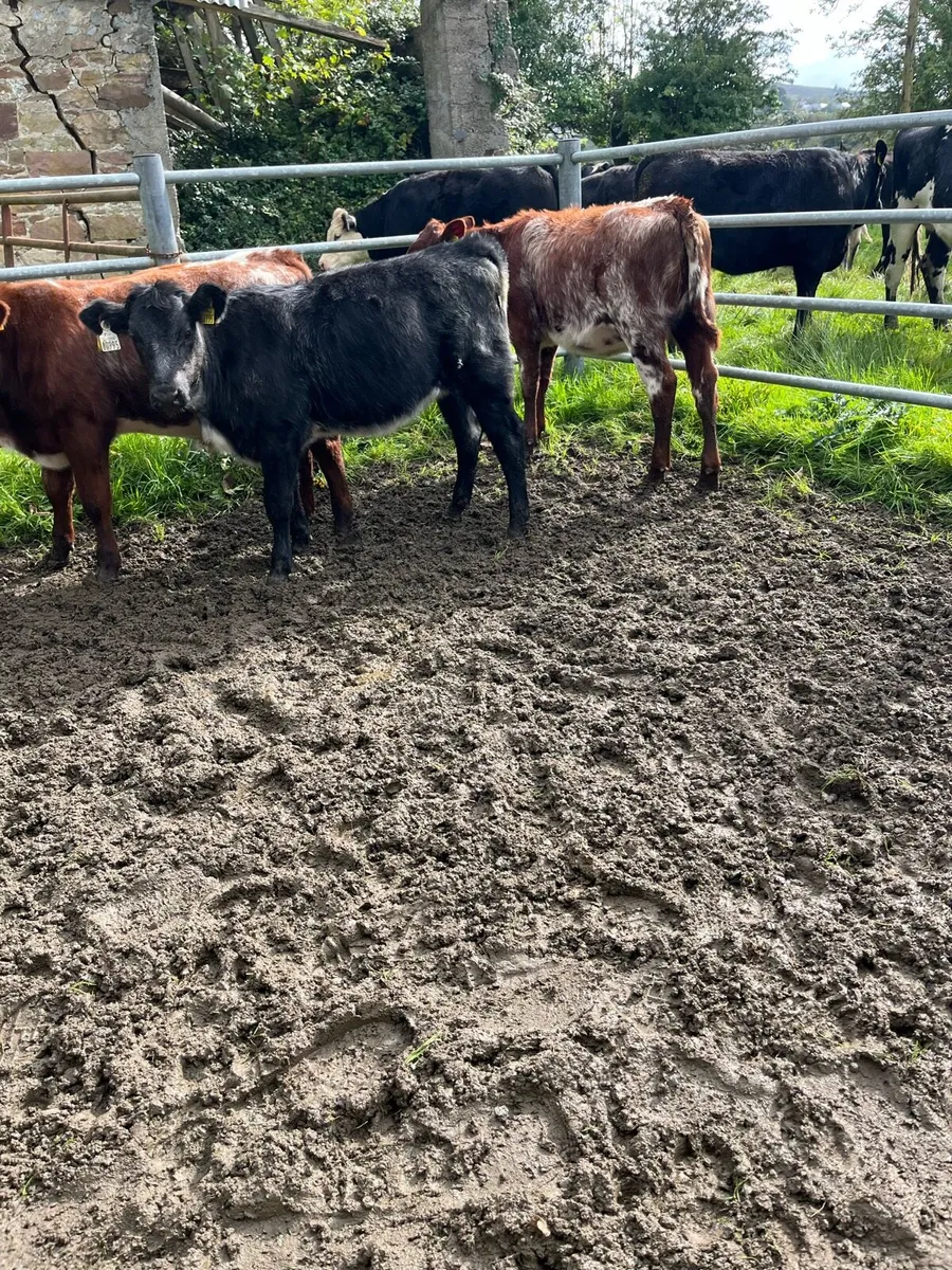 3 shorthorns - Image 2