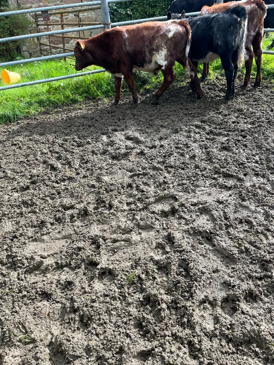3 shorthorns - Image 3