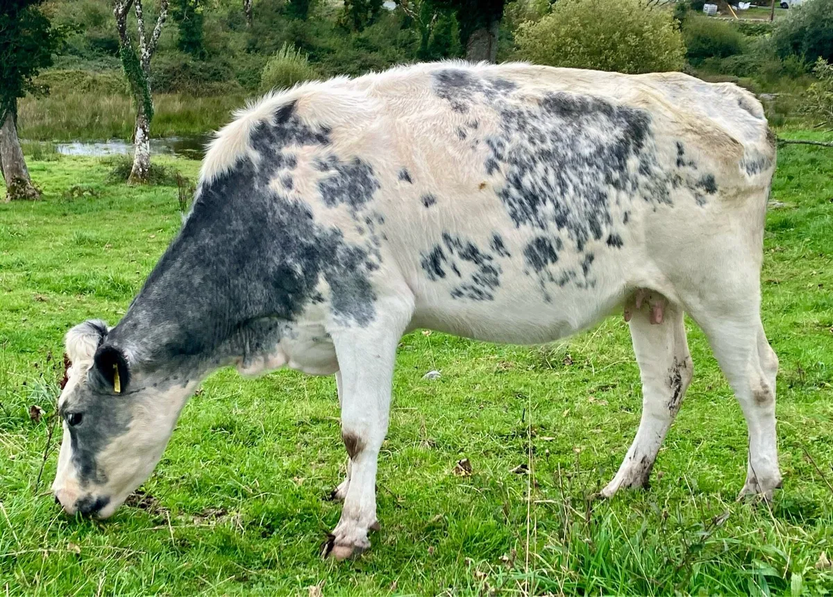 Organic cows and calves - Image 4