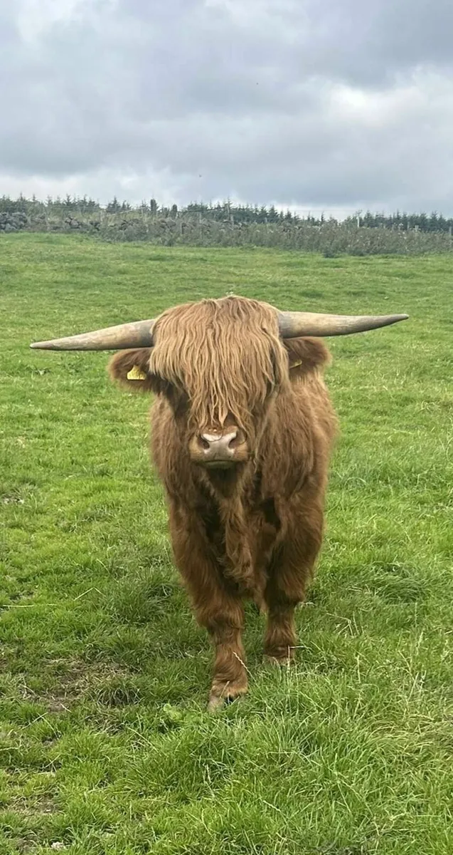 Pedigree Highland bull - Image 1