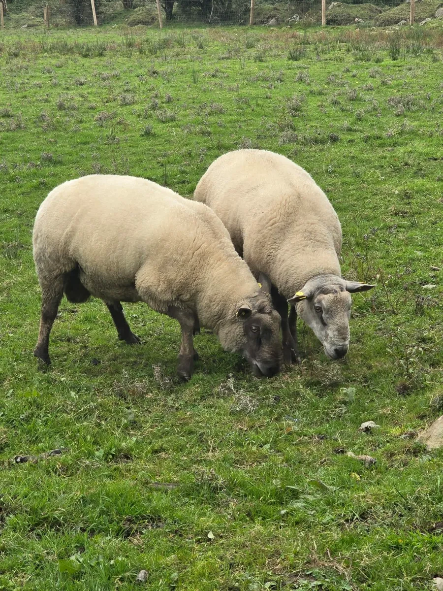 Rams for Sale - Image 3