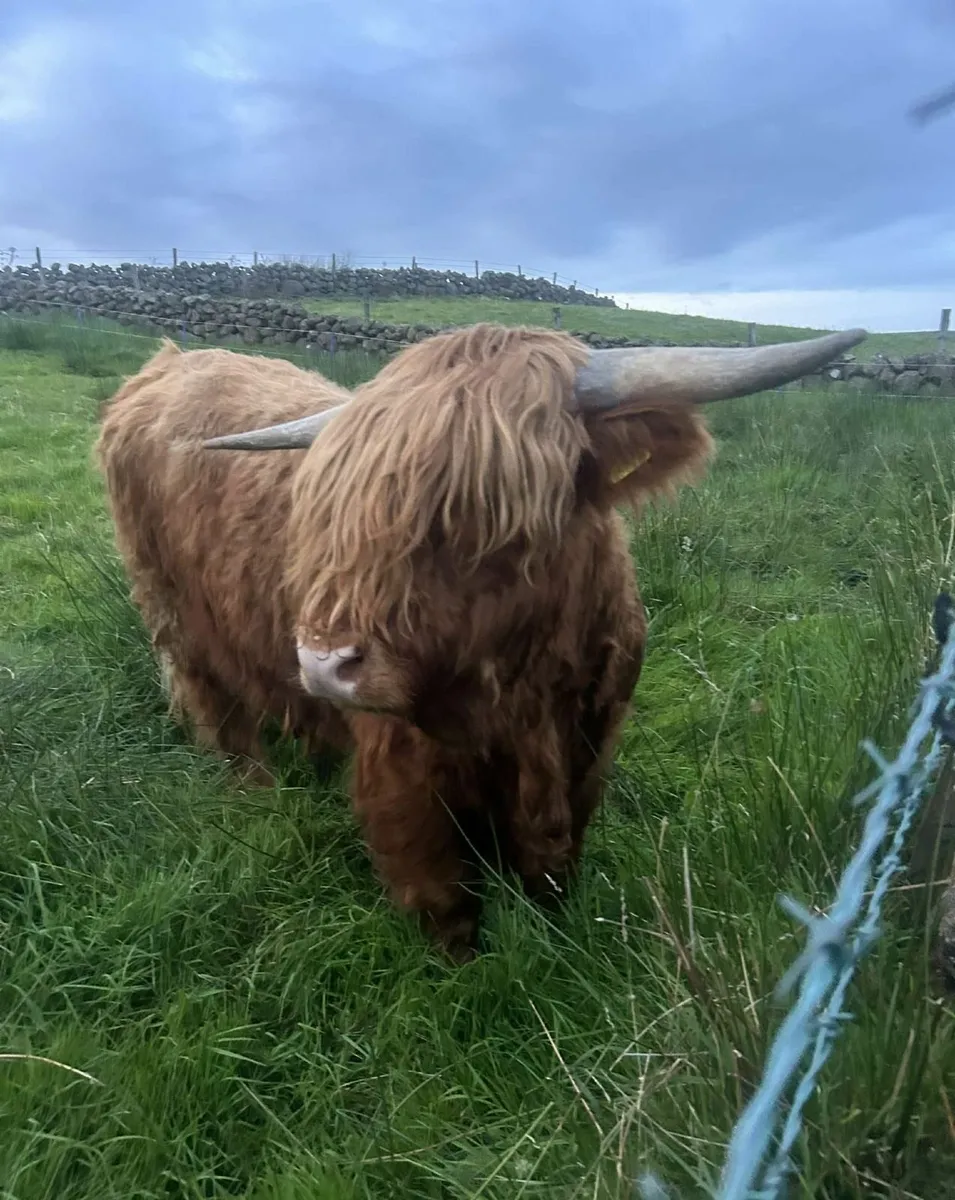 Pedigree Highland bull - Image 4
